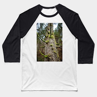 Pine tree with mossy branches Baseball T-Shirt